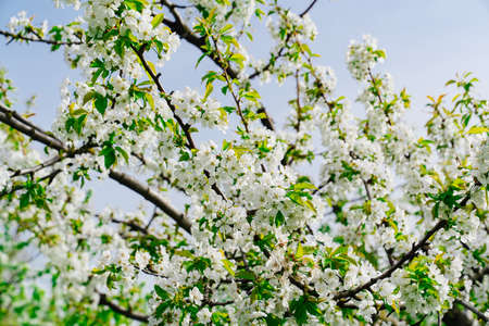branches of a cherry tree with white flowers against the blue sky. spring garden