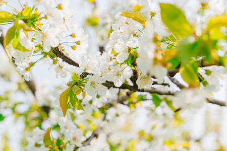 branches of a cherry tree with white flowers. spring garden.
