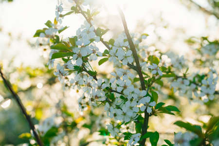 the branches of flowering cherry trees in the sunshine.
