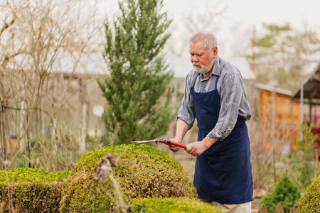 elderly man cuts bushes in the garden with large pruner.の写真素材