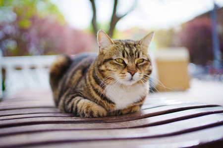 a striped stray cat on a park bench. shelter for stray cats and dogs.の写真素材