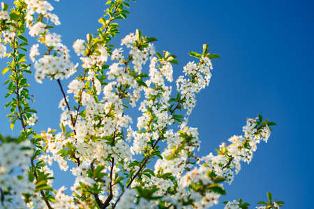 the branch of flowering cherry tree against a blue sky.