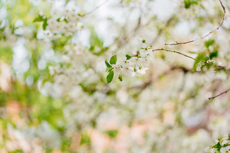 the branches of flowering cherry trees. white flowers in the spring garden.の写真素材