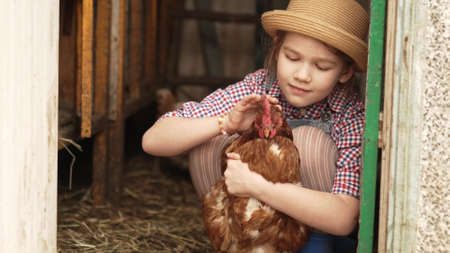 a little girl holds and strokes a red hen. laying hen.の写真素材