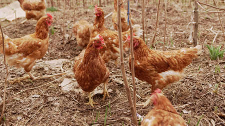 red laying hens on free grazing. natural and eco-friendly products from the farmの写真素材