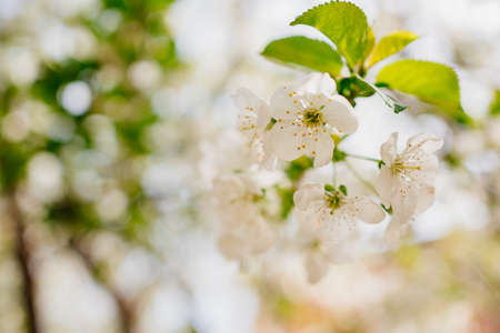 the branches of flowering cherry trees. white flowers in the spring garden.の写真素材