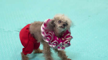 a trained dog in a costume for the performance. circus and performance.