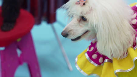 a trained dog in a costume for the performance. circus and performance.の写真素材