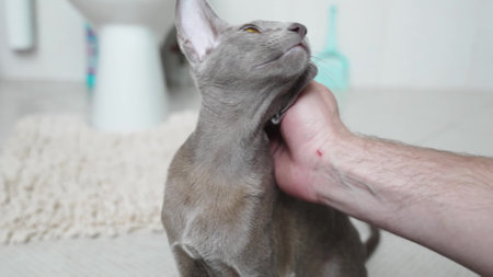 a mans hand strokes an Oriental cat. a breed of domestic cats.