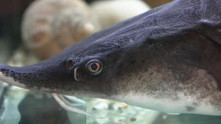 sturgeon in the restaurants aquarium. preparation of freshly caught fish.の写真素材