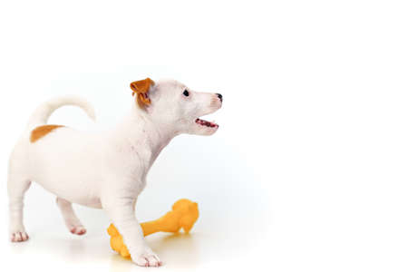 a jack russell terrier puppy with toy on a white backgroundの写真素材