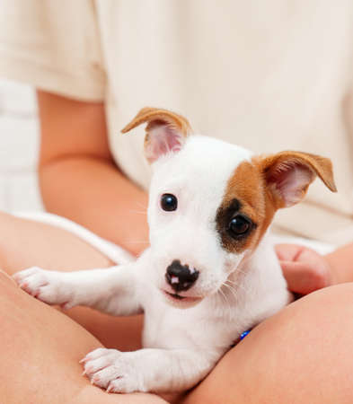 a jack russell terrier puppy sits in a girls arms. cute pet.の写真素材