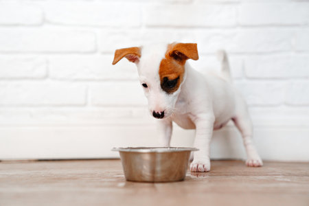 a jack russell terrier puppy eats food or drinks water from a bowl.の写真素材