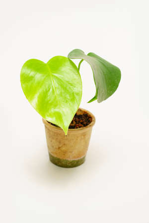 monstera flower in a pot on a white background.