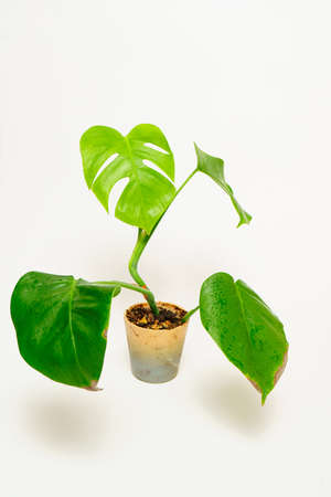 monstera flower in a pot on a white background.の写真素材
