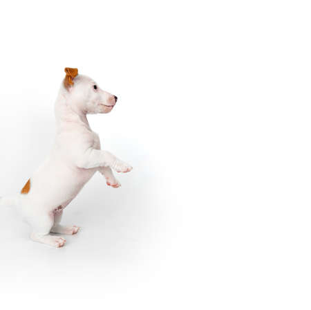 jack russell terrier puppy on a white background. banner. place for inscriptionの写真素材