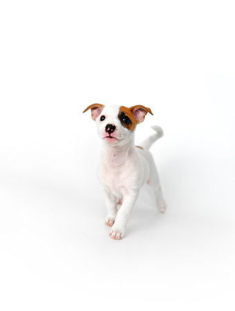 a jack russell terrier puppy on a white backgroundの写真素材