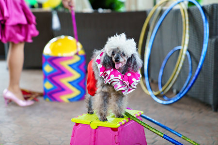 circus performance with trained dogs. entertainment for holiday.の写真素材