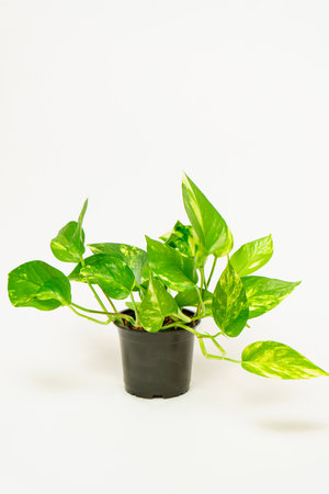 Epipremnum, scindapsus is a golden variegated in a pot on a white background.の写真素材
