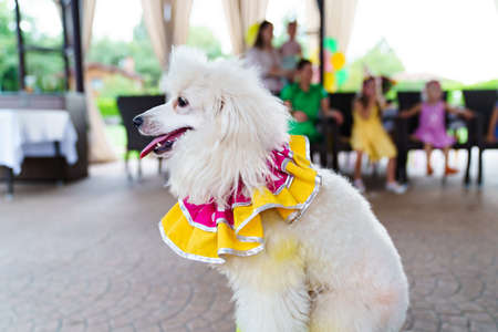 circus performance with trained dogs. entertainment for holiday.の写真素材
