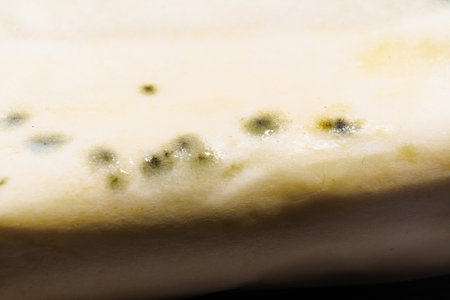 part of a pack of spoiled butter with mold. the storage of dairy products.の写真素材