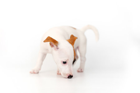 a jack russell terrier puppy on a white backgroundの写真素材