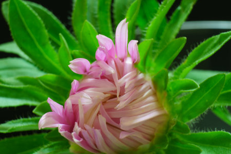 bud of an unopened flower with a pest bug close-up. blooming and wilting.の写真素材