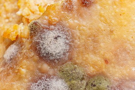 close up. multi-colored mold on canned food. spoiled products.の写真素材