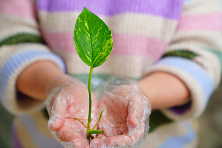 female hands with rooted houseplant sprout. Scindapsus golden.の写真素材