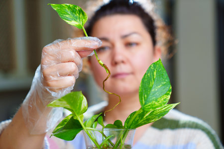 a woman is engaged in rooting and growing indoor plants. Scindapsus golden.の写真素材
