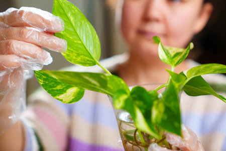 a woman is engaged in rooting and growing indoor plants. Scindapsus golden.の写真素材