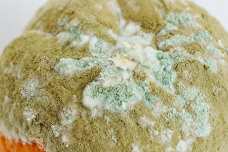 tangerine covered with mold on a white backgroundの写真素材