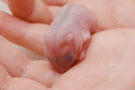 cute little bald newborn hamster in childrens hands.の写真素材