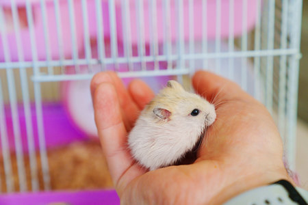 white with a red hamster in a mans hand against the background of a pink cage.の写真素材