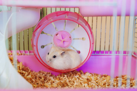 white with a red hamster runs in the wheel in a pink cage.の写真素材
