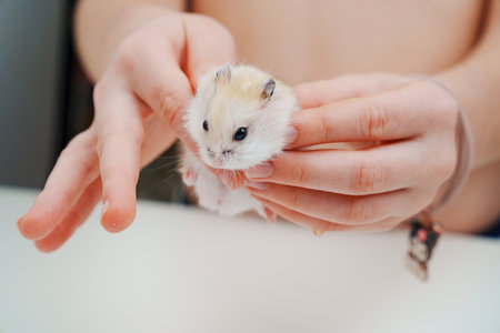 a small white with a red hamster in childrens hands.の写真素材
