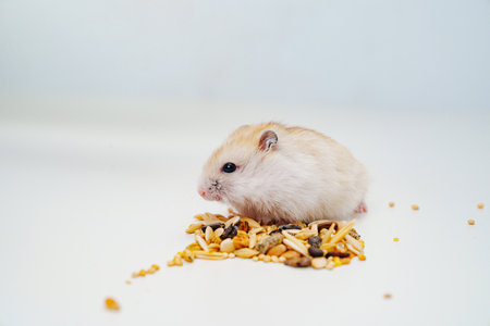 A small white with red Dzungar hamster eats seeds on a white table.の写真素材