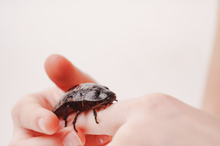 a large hissing Madagascar cockroach in childrens handsの写真素材