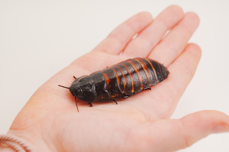 a large hissing Madagascar cockroach in childrens handsの写真素材