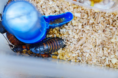 a large hissing Madagascar cockroach in sawdust in a box with a sippy cup