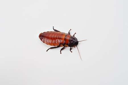 a large hissing Madagascar cockroach on a white backgroundの写真素材