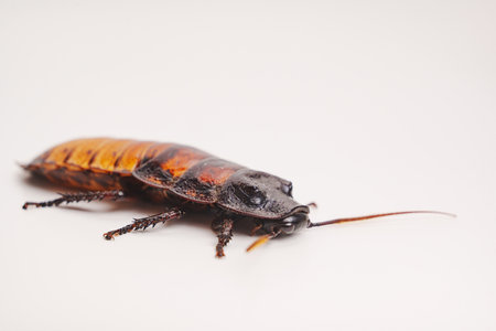 a large hissing Madagascar cockroach on a white surface.の写真素材