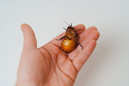 a man holds in hand a large hissing Madagascar cockroach on a white backgroundの写真素材