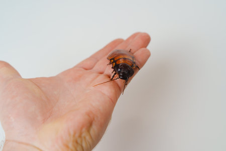 a man holds in hand a large hissing Madagascar cockroach on a white backgroundの写真素材