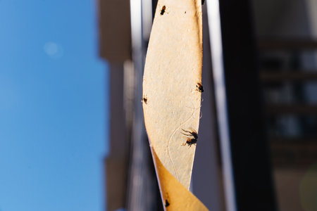 Fly adhesive tape is a convenient effective way to get rid of annoying insectsの写真素材