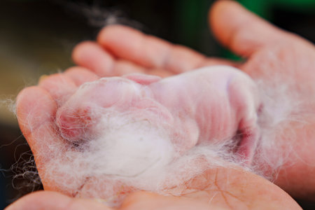 A newborn rabbit in the hands of a farmer. Breeding rabbits.