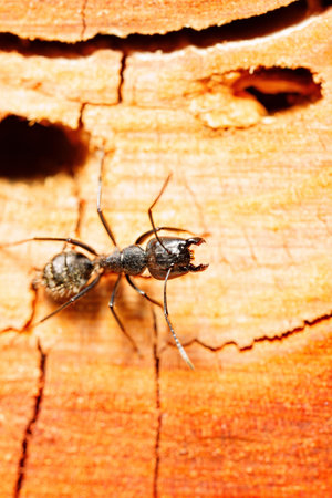 close-up. A black woodworm ant on the surface of a tree.の写真素材
