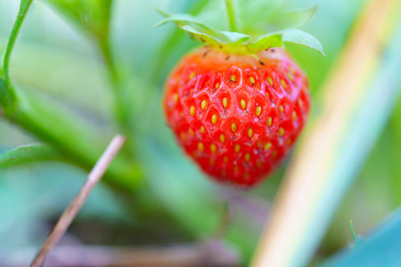 macro photography. Strawberry close-up on the bush.の写真素材