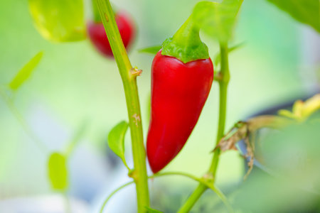 macro shooting. Small red pepper on a branch in the garden.