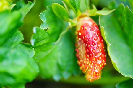 macro photography. unusual Strawberry close-up on the bush.の写真素材
